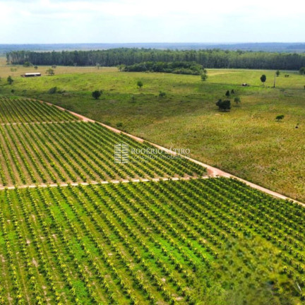 Imagem Imóvel com 3 Quartos à Venda, 9.600.000 m² em Centro  - Tomé-açú