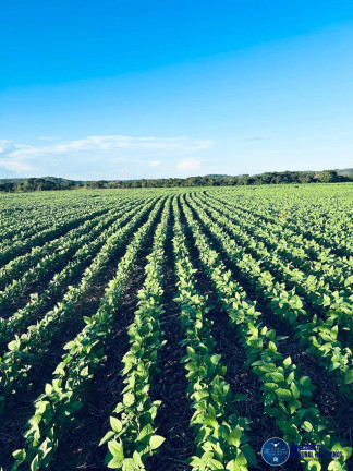 Imagem Fazenda à Venda, 822 m² em Zona Rural - Araguaína