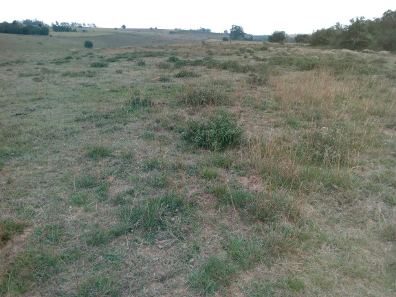 Imagem Chácara à Venda, 60.000 m² em Capão Da Porteira - Viamão Imagem Chácara à Venda, 60.000 m² em Capão Da Porteira - Viamão