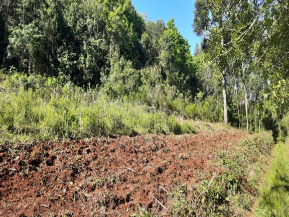 Imagem Terreno à Venda, 3 m² em São Jacó - Nova Petrópolis Imagem Terreno à Venda, 3 m² em São Jacó - Nova Petrópolis