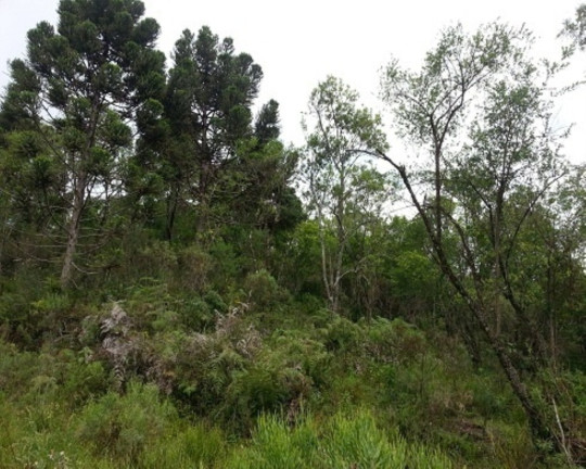 Imagem Terreno à Venda, 30 m² em Linha Bonita - Gramado Imagem Terreno à Venda, 30 m² em Linha Bonita - Gramado