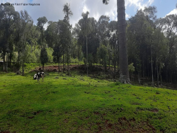 Imagem Terreno à Venda, 2 m² em Linha Imperial - Nova Petrópolis