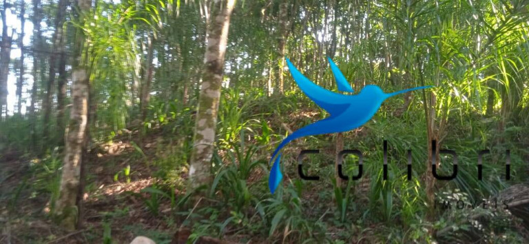 Imagem Chácara com 2 Quartos à Venda, 6.655 m² em Taboão - Agudos Do Sul