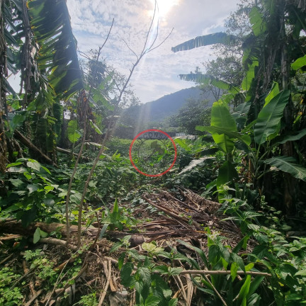 Terreno à Venda, 1.000 m² em Boiçucanga - São Sebastião