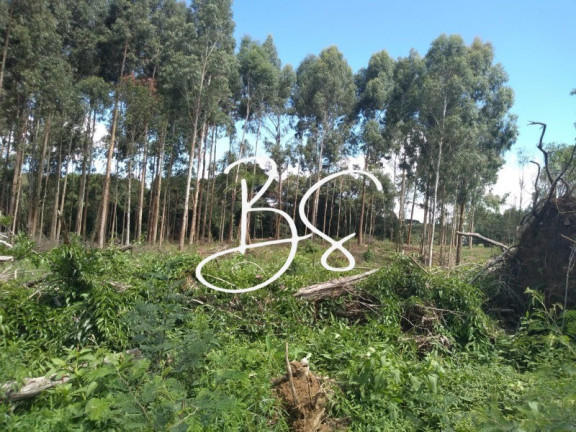 Imagem Imóvel à Venda, 56.000 m² em Serra Grande - Igrejinha Imagem Imóvel à Venda, 56.000 m² em Serra Grande - Igrejinha
