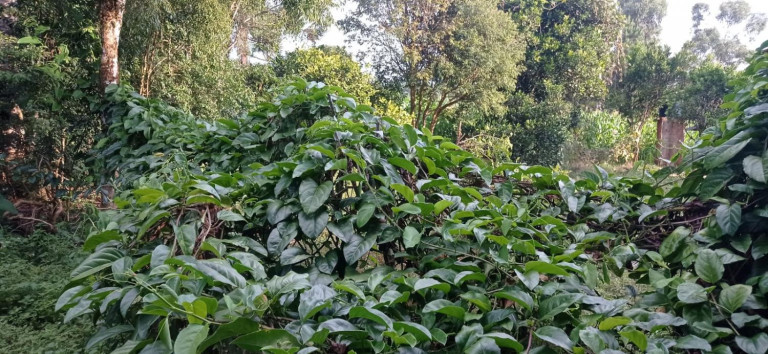 Imagem Chácara com 2 Quartos à Venda, 5.445 m² em Centro - Agudos Do Sul