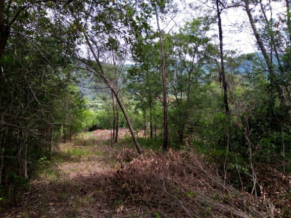 Imagem Terreno à Venda, 6 m² em Linha Temerária - Nova Petrópolis
