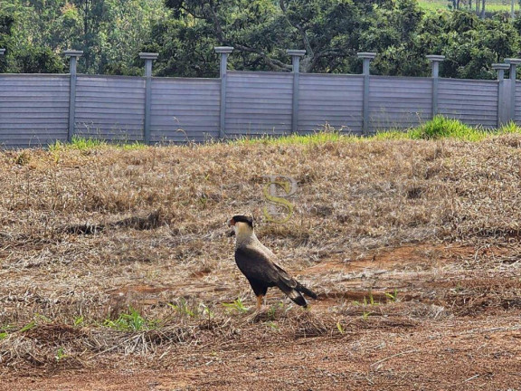 Imagem Terreno à Venda, 1.000 m² em Curitibanos - Bragança Paulista Imagem Terreno à Venda, 1.000 m² em Curitibanos - Bragança Paulista