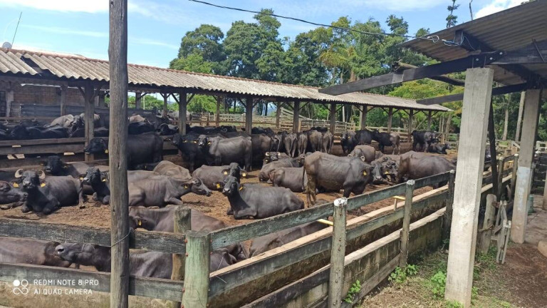 Fazenda à Venda, 56 m² em Zona De Pecuária - Pilar Do Sul