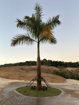 Imagem Fazenda à Venda, 10.000 m² em Santa Teresa - Santa Teresa