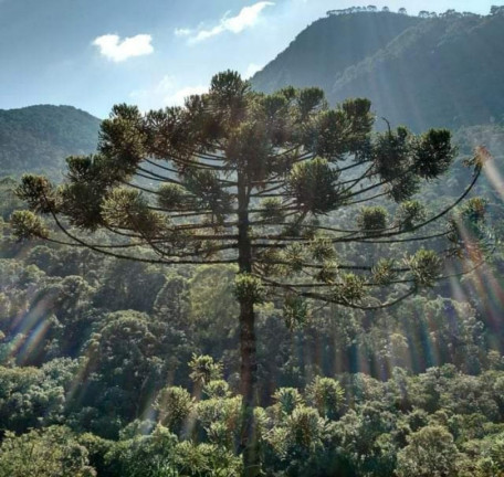 Imagem Imóvel à Venda, em Centro - Bocaina De Minas Imagem Imóvel à Venda, em Centro - Bocaina De Minas