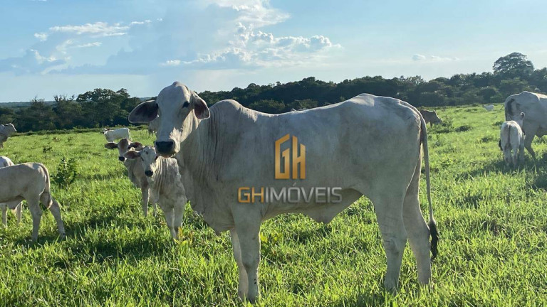 Imagem Fazenda à Venda, 4.017.000 m² em Assentamento  - Ribeirão Cascalheira