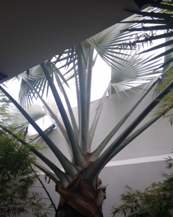 Imagem Sobrado com 4 Quartos à Venda,  em Jardim Da Saúde - São Paulo