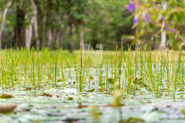 Imagem Terreno à Venda, em Rio Do Meio - Camboriu Imagem Terreno à Venda, em Rio Do Meio - Camboriu
