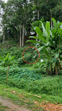 Imagem Terreno à Venda, 411 m² em Boiçucanga - São Sebastião Imagem Terreno à Venda, 411 m² em Boiçucanga - São Sebastião