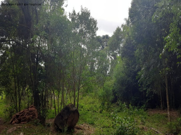 Imagem Terreno à Venda, 1 m² em Fazenda Pirajá - Nova Petrópolis Imagem Terreno à Venda, 1 m² em Fazenda Pirajá - Nova Petrópolis