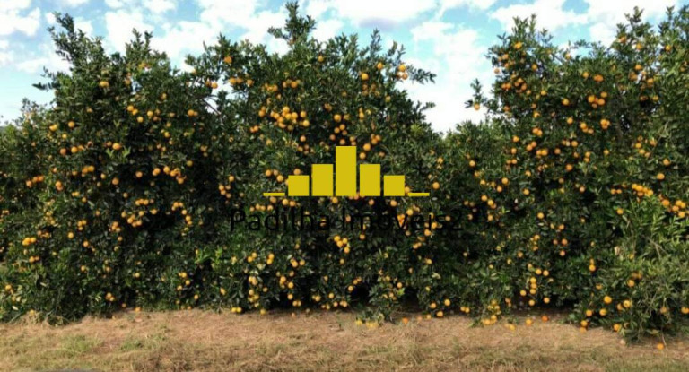 Imagem Chácara à Venda, 350 m² em Marília Imagem Chácara à Venda, 350 m² em Marília