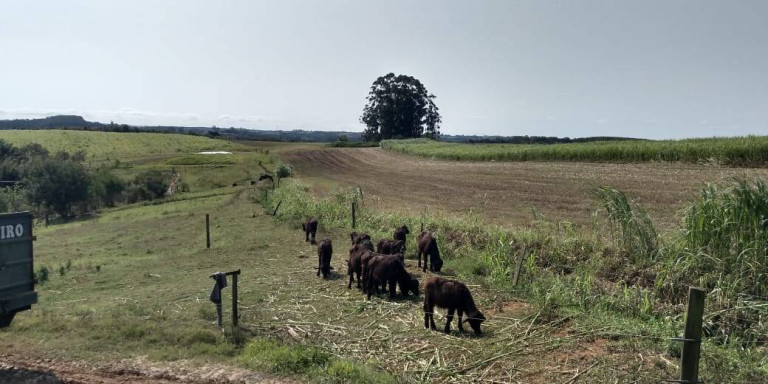 Imagem Fazenda à Venda, 56 m² em Zona De Pecuária - Pilar Do Sul Imagem Fazenda à Venda, 56 m² em Zona De Pecuária - Pilar Do Sul
