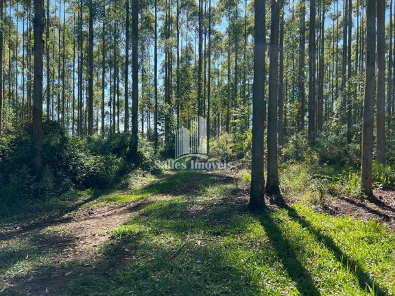 Imagem Imóvel à Venda, 20.000 m² em Centro - Farroupilha Imagem Imóvel à Venda, 20.000 m² em Centro - Farroupilha