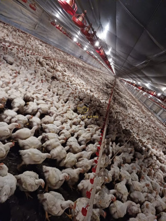 Imóvel com 3 Quartos à Venda, 150 m² em Zona Rural - Nova Mutum