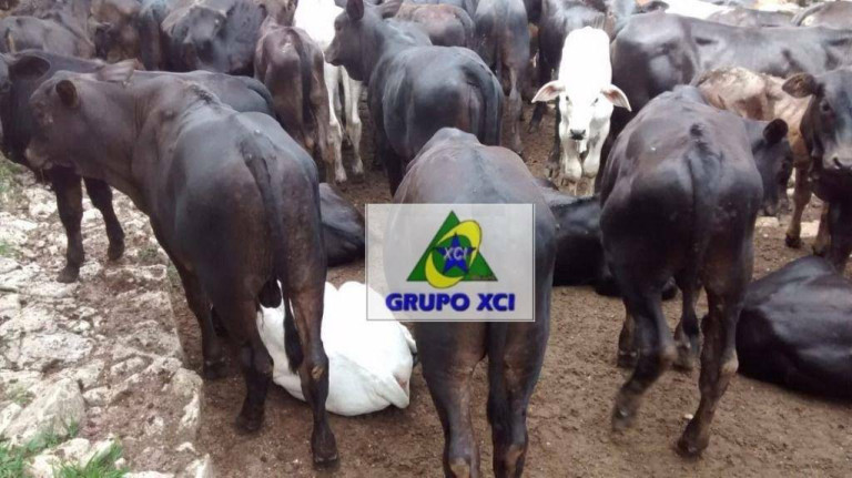 Imagem Fazenda à Venda, 2.560.000 m² em Zona Rural - São Tiago Imagem Fazenda à Venda, 2.560.000 m² em Zona Rural - São Tiago
