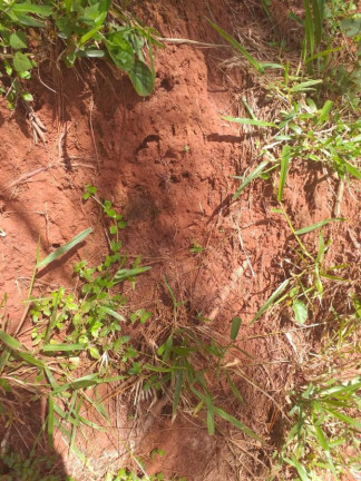 Imagem Fazenda à Venda, 62 m² em Rural - Itatinga Imagem Fazenda à Venda, 62 m² em Rural - Itatinga