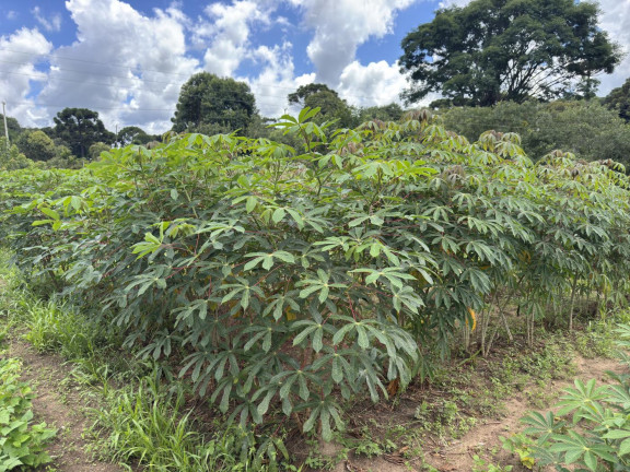 Imagem Imóvel à Venda, 5.500 m² em Rio Da Várzea - Quitandinha Imagem Imóvel à Venda, 5.500 m² em Rio Da Várzea - Quitandinha