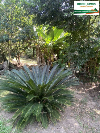 Imagem Chácara com 3 Quartos à Venda, 160 m² em Montenegro