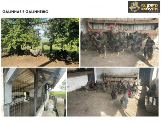 Imagem Imóvel com 3 Quartos à Venda, 25.000.000 m² em Prado - Santana Do Livramento
