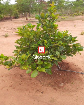 Imagem Imóvel com 2 Quartos à Venda, 2.750 m² em Bocaiuva - Montes Claros