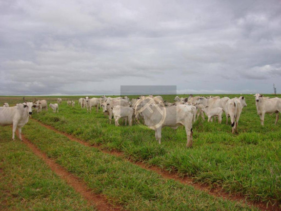Imagem Fazenda à Venda, 2.480.000 m² em Centro - Campina Da Lagoa Imagem Fazenda à Venda, 2.480.000 m² em Centro - Campina Da Lagoa