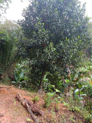 Imagem Chácara com 2 Quartos à Venda, 80 m² em Itariri - Itariri Imagem Chácara com 2 Quartos à Venda, 80 m² em Itariri - Itariri