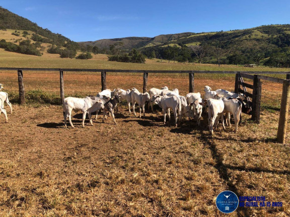 Imagem Fazenda à Venda, 125 m² em Zona Rural - Cocalzinho De Goiás Imagem Fazenda à Venda, 125 m² em Zona Rural - Cocalzinho De Goiás