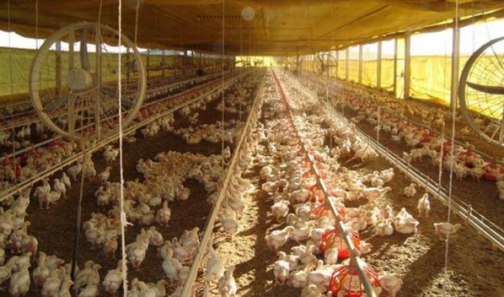 Imagem Fazenda à Venda, 98 m² em Serra De Botucatu - Bofete Imagem Fazenda à Venda, 98 m² em Serra De Botucatu - Bofete