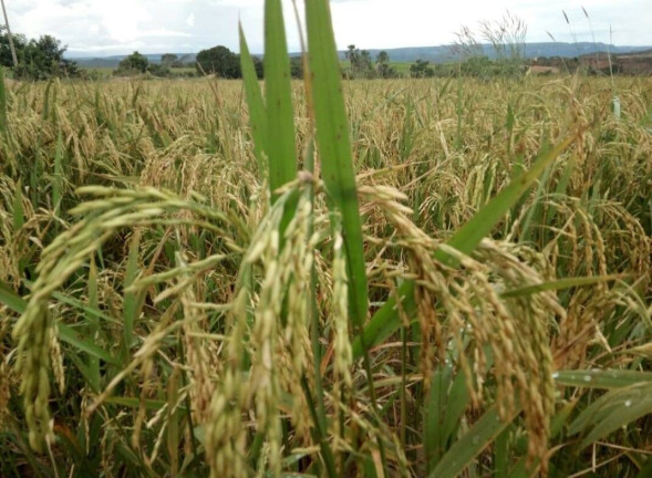 Imagem Fazenda à Venda,  em Poxoréo