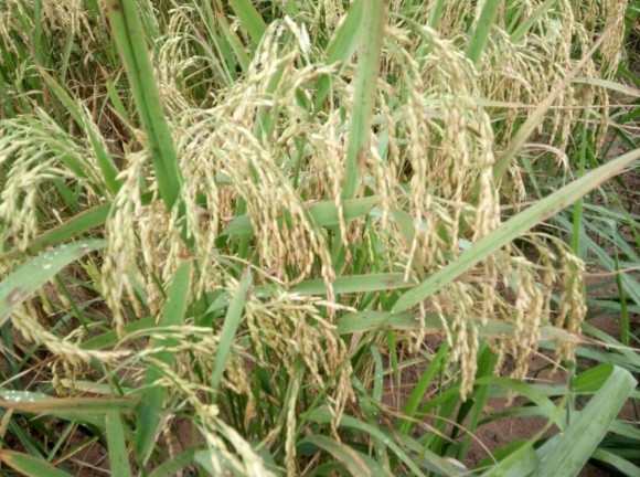 Imagem Fazenda à Venda,  em Poxoréo