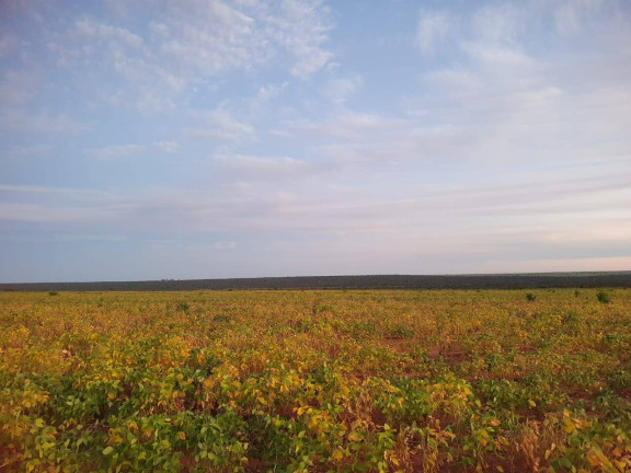 Imagem Fazenda à Venda, 407 m² em Go - Mambaí Imagem Fazenda à Venda, 407 m² em Go - Mambaí