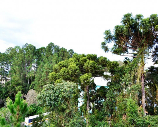 Imagem Imóvel com 3 Quartos à Venda, 141 m² em Logradouro - Nova Petrópolis