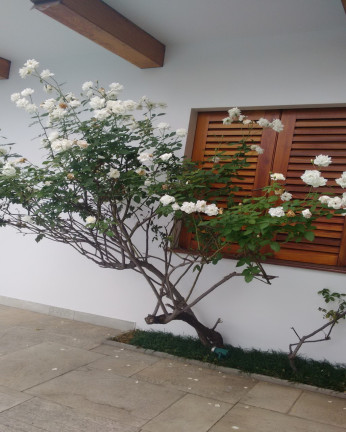 Imagem Sobrado com 4 Quartos à Venda,  em Jardim Da Saúde - São Paulo