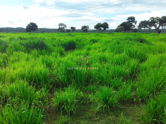 Imagem Imóvel com 3 Quartos à Venda, 2.770 m² em Zona Rural - Barra Do Bugres Imagem Imóvel com 3 Quartos à Venda, 2.770 m² em Zona Rural - Barra Do Bugres