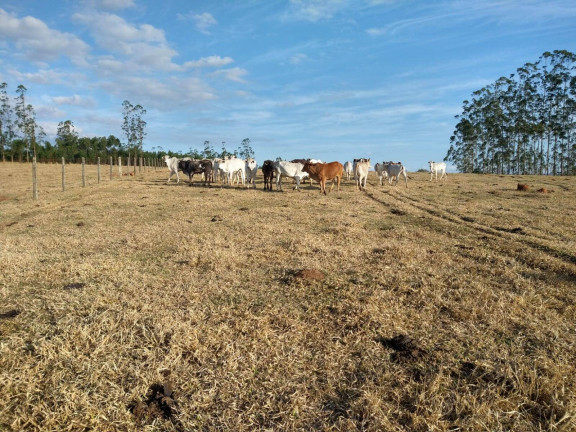 Imagem Chácara com 2 Quartos à Venda, 96 m² em Centro - Capela Do Alto
