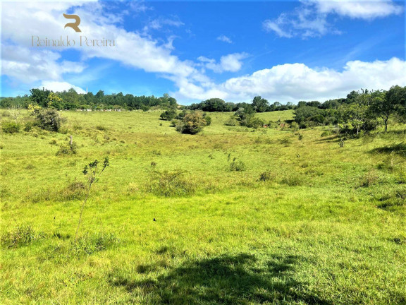 Imagem Chácara à Venda, 140.000 m² em Morungava - Gravataí Imagem Chácara à Venda, 140.000 m² em Morungava - Gravataí
