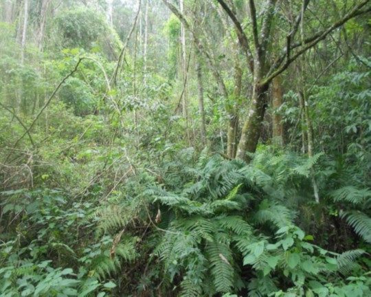 Imagem Terreno à Venda, 190.000 m² em Linha Olinda - Nova Petrópolis Imagem Terreno à Venda, 190.000 m² em Linha Olinda - Nova Petrópolis