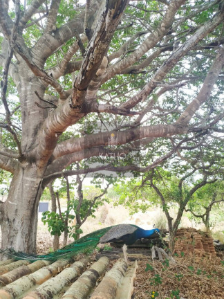 Imagem Terreno à Venda, 1.114 m² em Centro - Jequitibá Imagem Terreno à Venda, 1.114 m² em Centro - Jequitibá