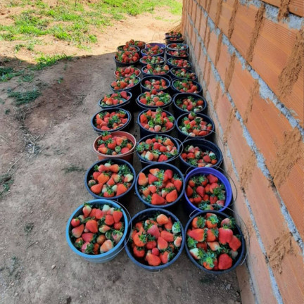 Imagem Chácara com 2 Quartos à Venda, 24.200 m² em Bom Repouso