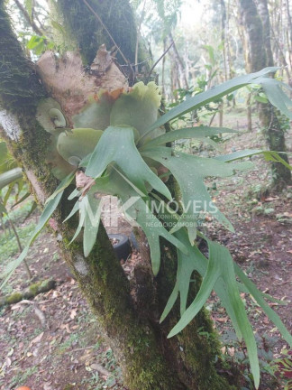 Imagem Chácara à Venda, em Quatro Barras Imagem Chácara à Venda, em Quatro Barras