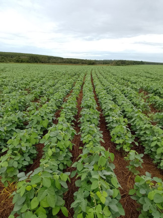 Imagem Imóvel à Venda, 182 m² em área Rural De Três Lagoas - Três Lagoas Imagem Imóvel à Venda, 182 m² em área Rural De Três Lagoas - Três Lagoas
