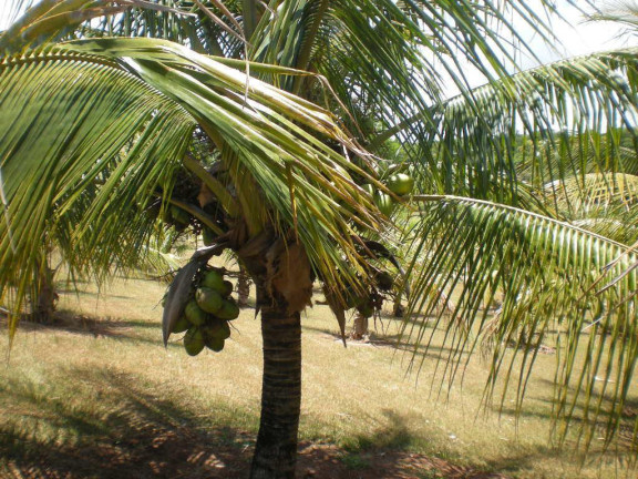 Imagem Fazenda à Venda, 56 m² em Rural - Arandu Imagem Fazenda à Venda, 56 m² em Rural - Arandu