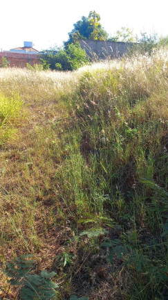 Imagem Terreno à Venda, 250 m² em Jardim Treviso - Pirassununga