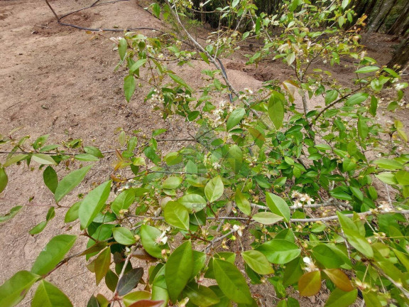 Imagem Terreno à Venda, 5.300 m² em Portão - Atibaia Imagem Terreno à Venda, 5.300 m² em Portão - Atibaia
